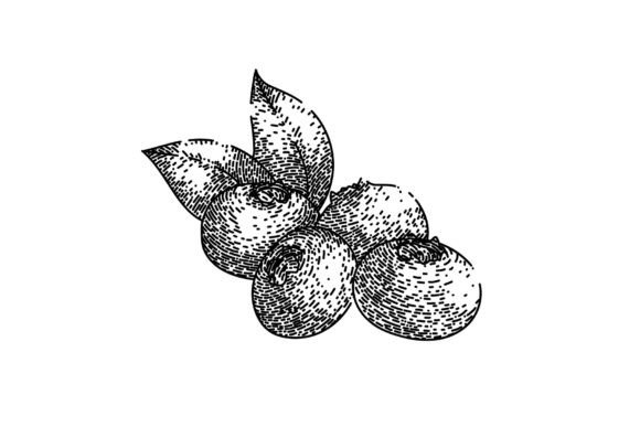 Download Blueberry Blue Forest Sketch Hand Drawn - Hand Collection