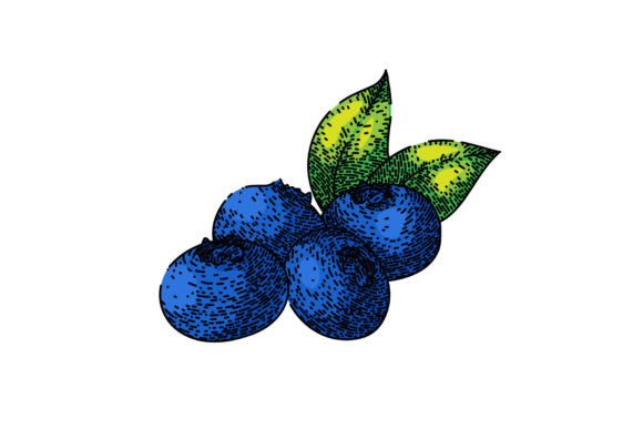 Download Blueberry Blue Forest Sketch Hand Drawn - Hand Collection